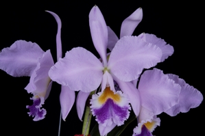 Cattleya labiata fma. coerulea Sandy HCC/AOS 78 pts.